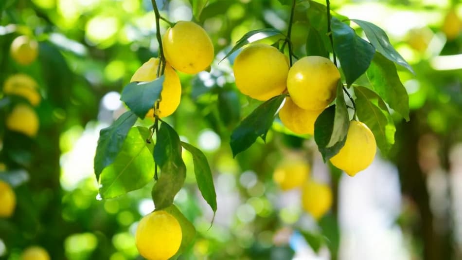 قیمت لیمو شیرین